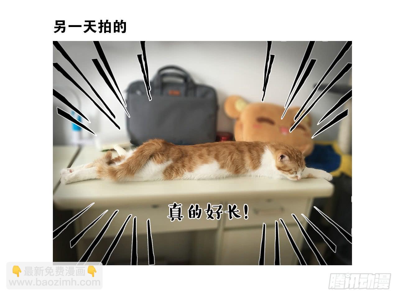 猫奴的生活-第30话