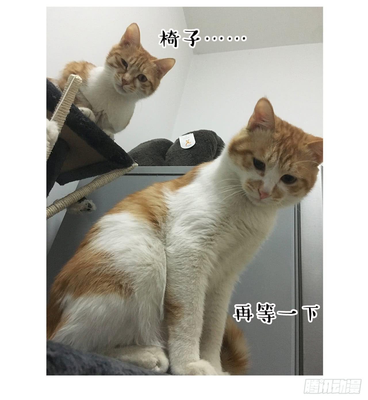 猫奴的生活-第30话