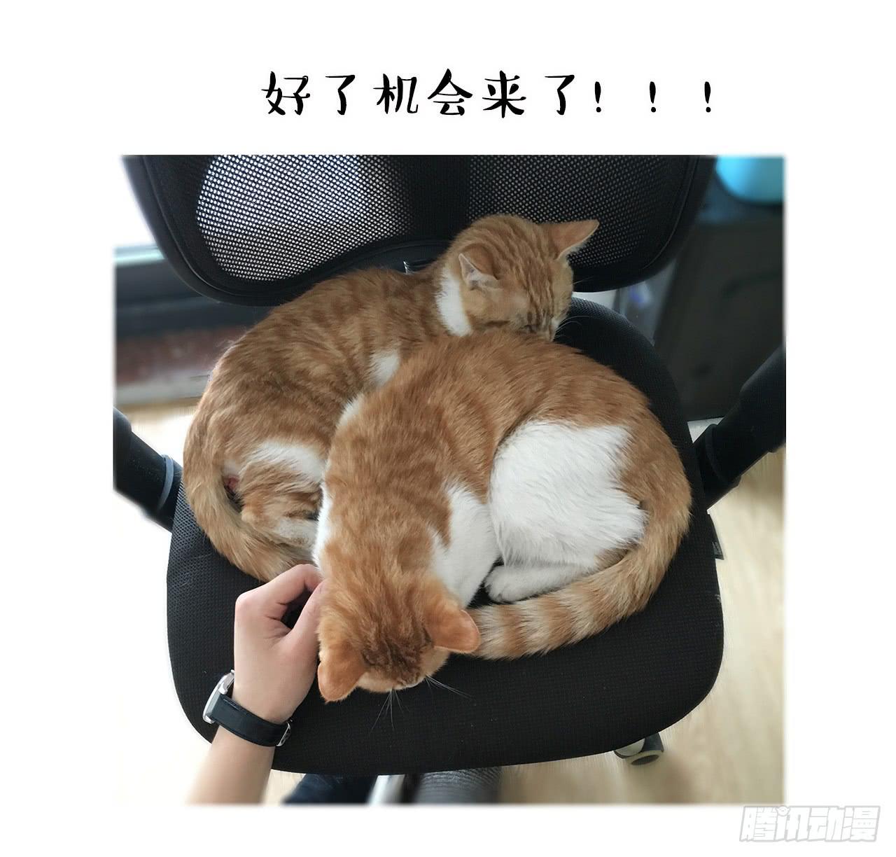 猫奴的生活-第30话