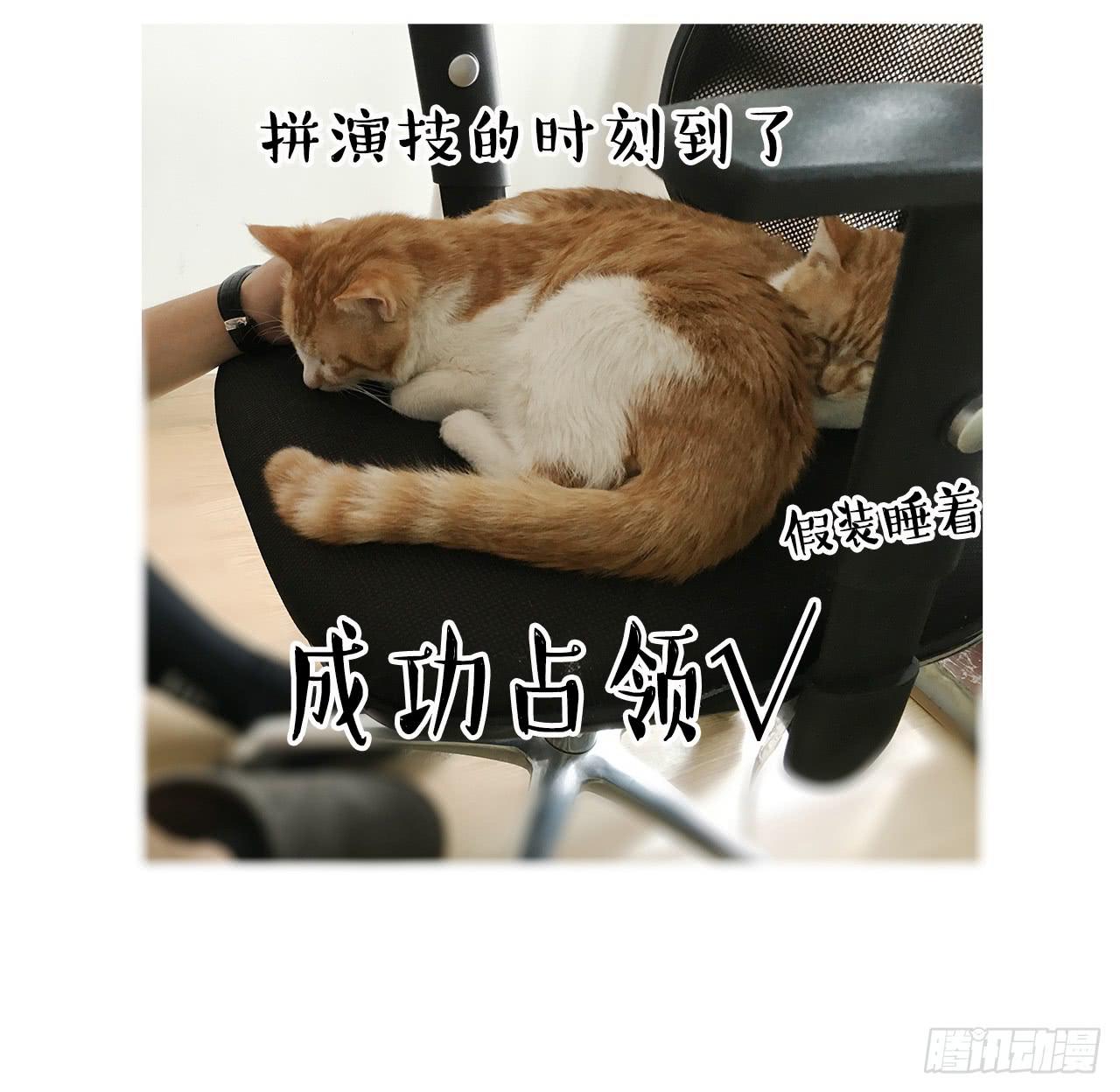 猫奴的生活-第30话