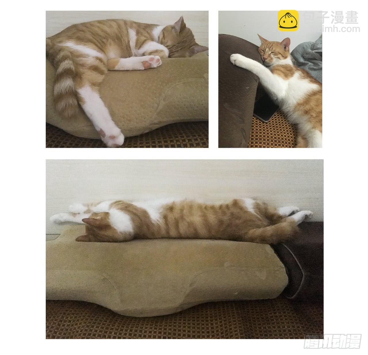 猫奴的生活-第30话