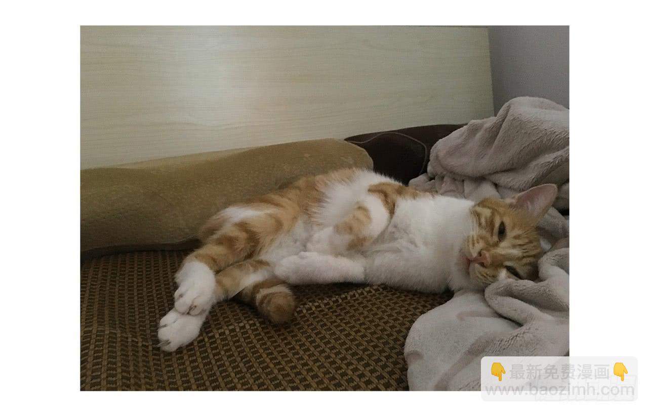 猫奴的生活-第30话