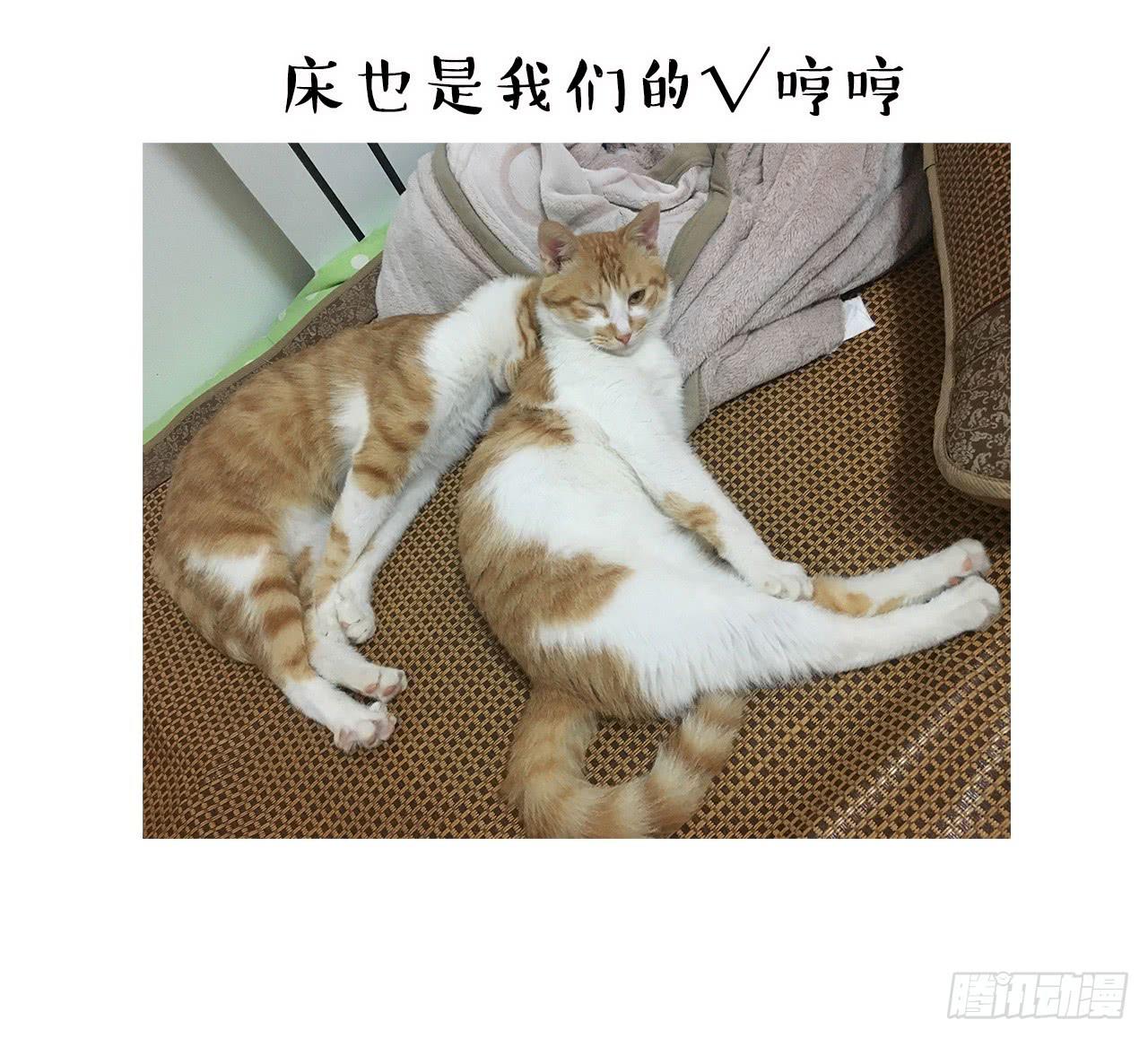 猫奴的生活-第30话