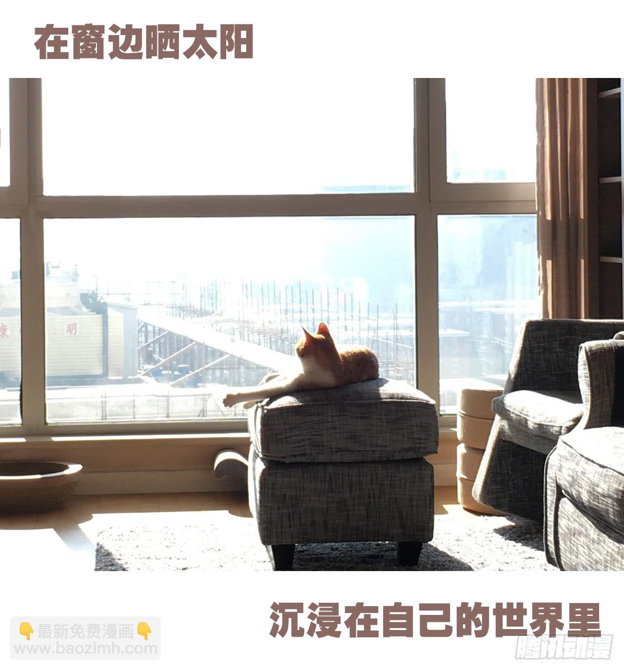 特别篇：家有俩猫-第48话