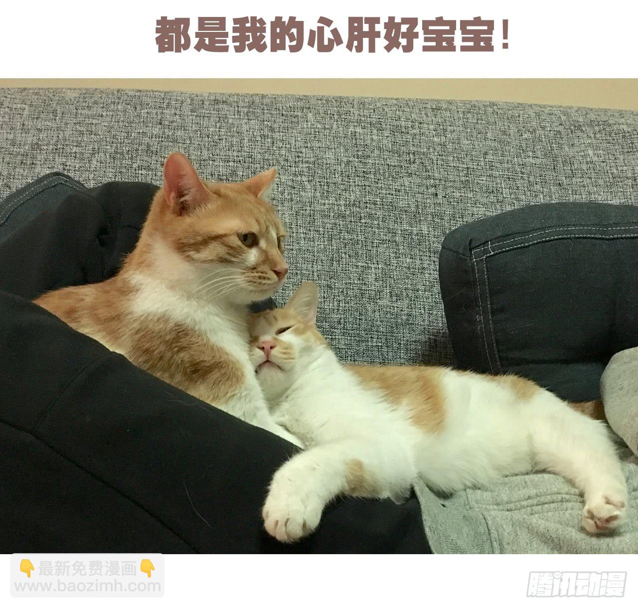 特别篇：家有俩猫-第48话