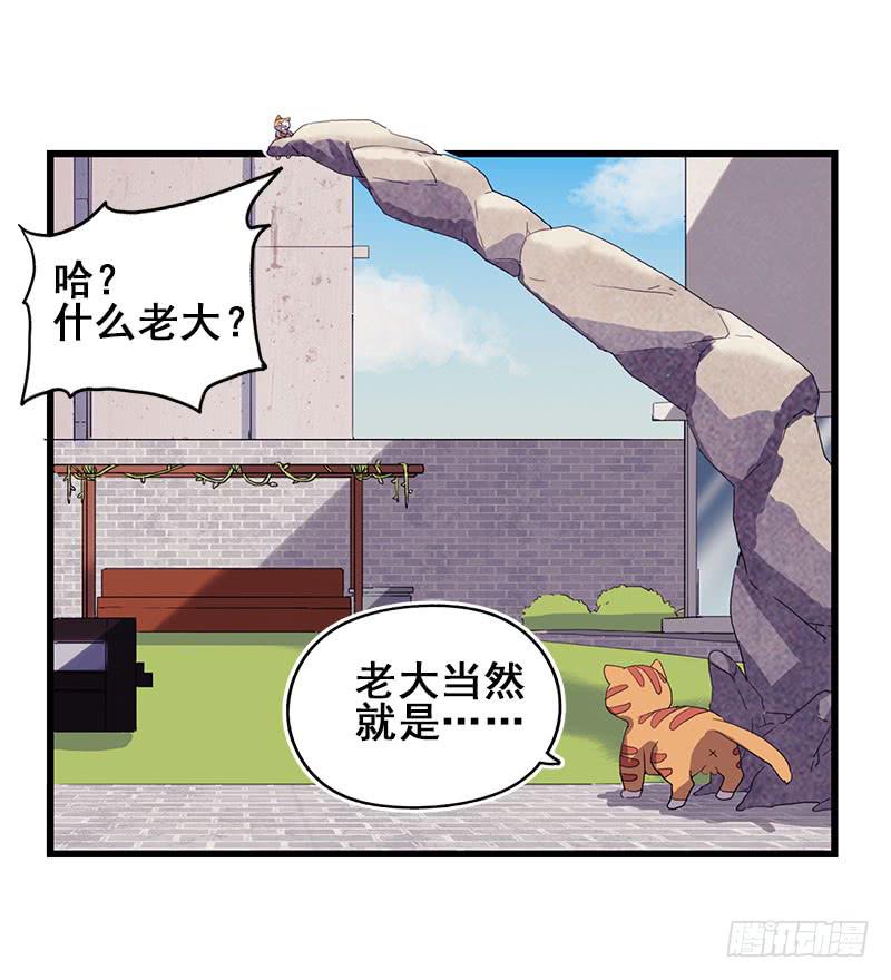 13.猫老大(1/2)-第14话