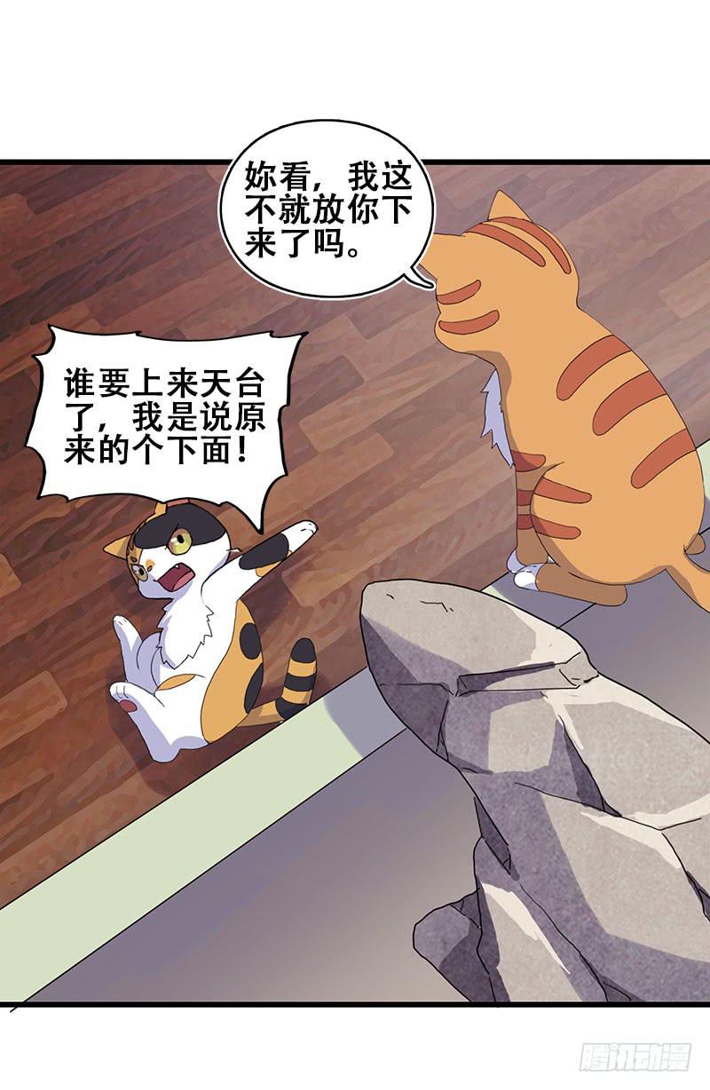 13.猫老大(1/2)-第14话