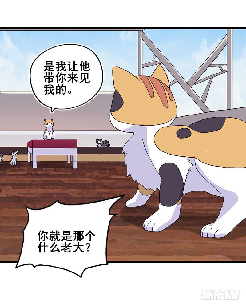 13.猫老大(1/2)-第14话