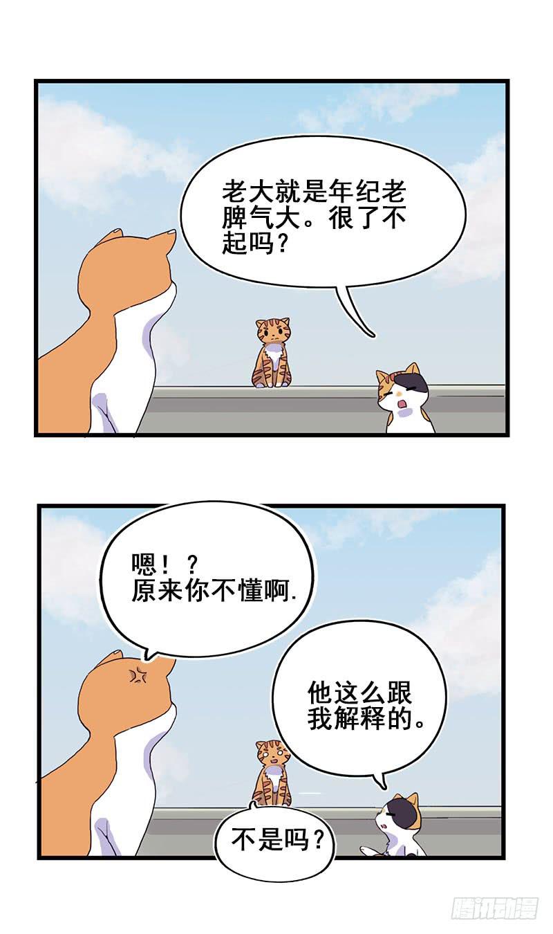 13.猫老大37