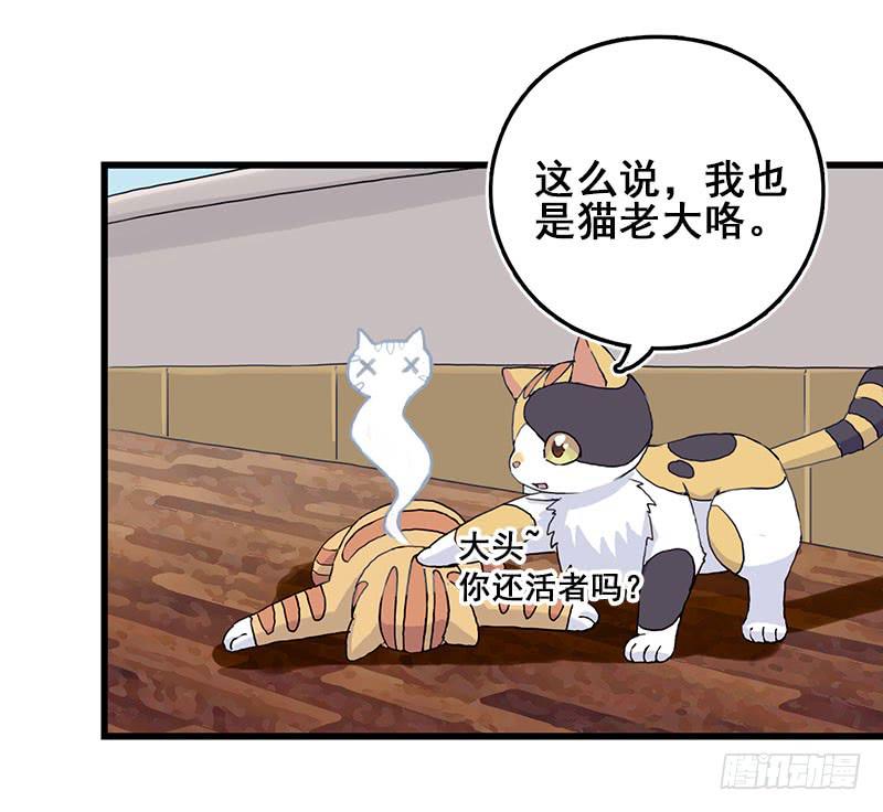 13.猫老大(1/2)-第14话
