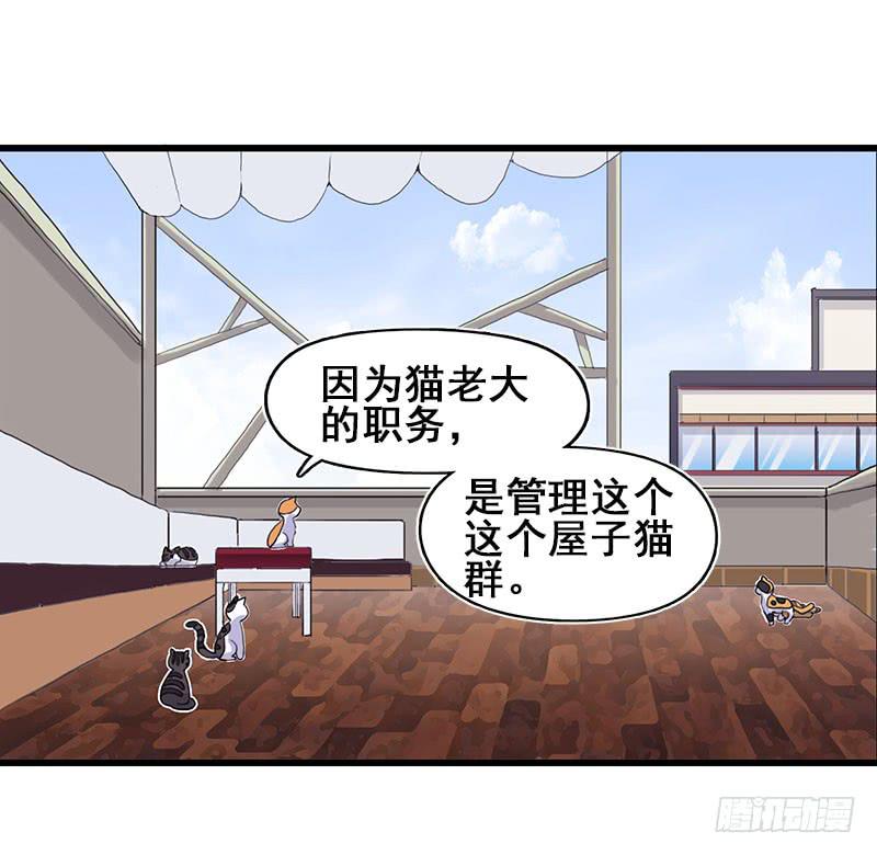 13.猫老大(1/2)-第14话