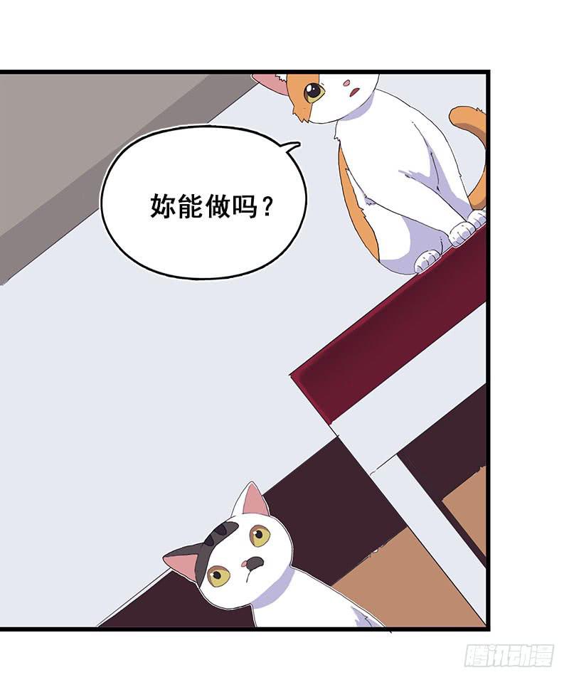 13.猫老大(1/2)-第14话