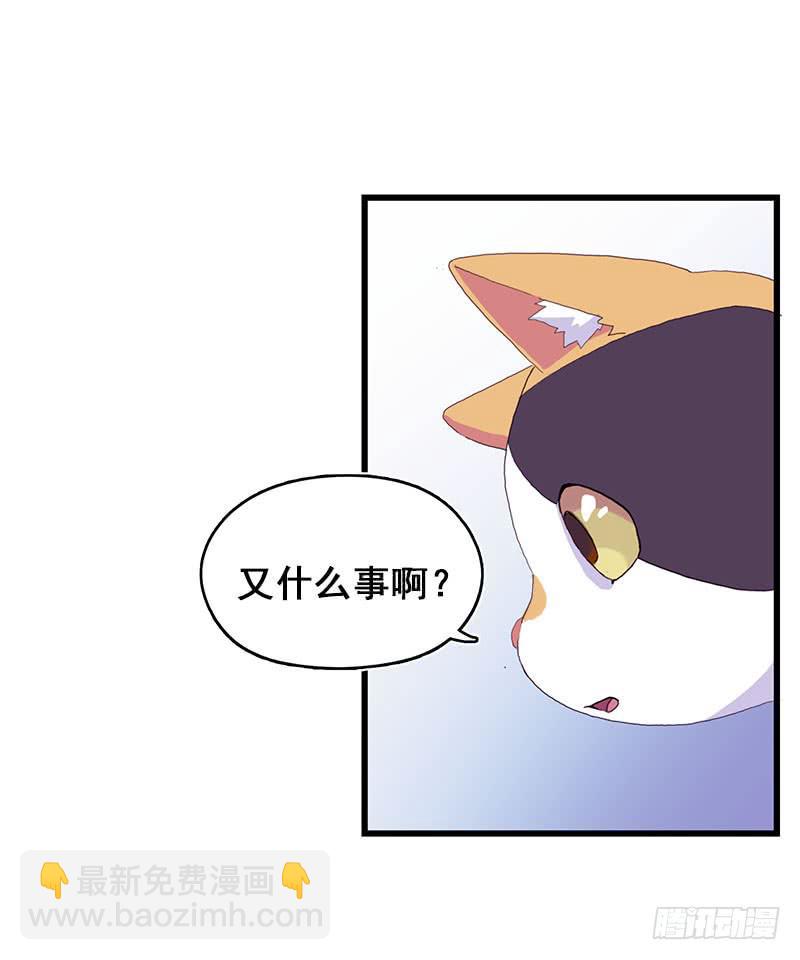 13.猫老大47