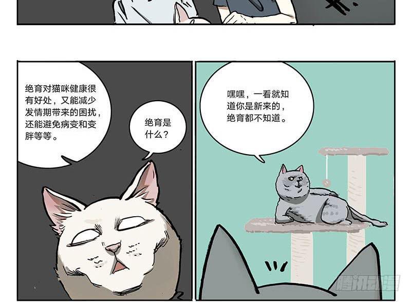 23 猫咪绝育-第22话