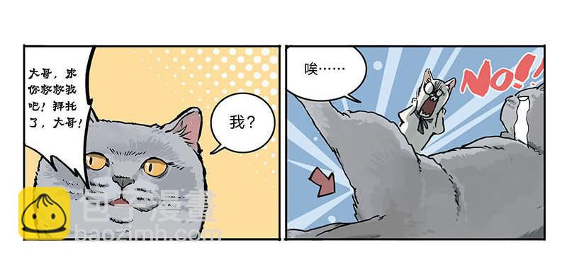 宿舍里的动物园 - 23 猫咪绝育 - 6