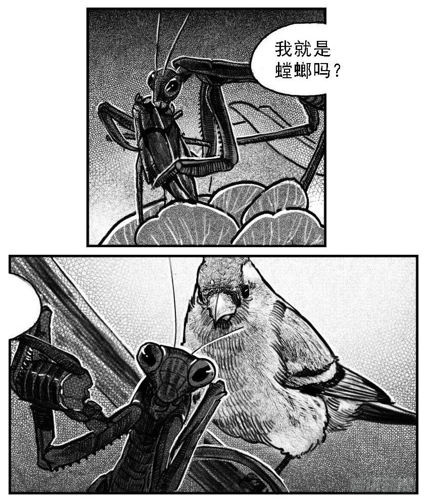 52螳螂尖刺-第54话