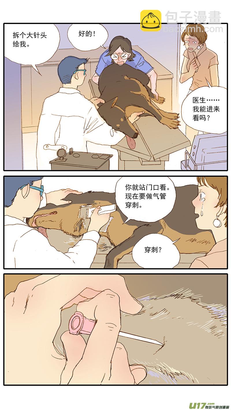 124 犬消化道异物（网球）-第124话