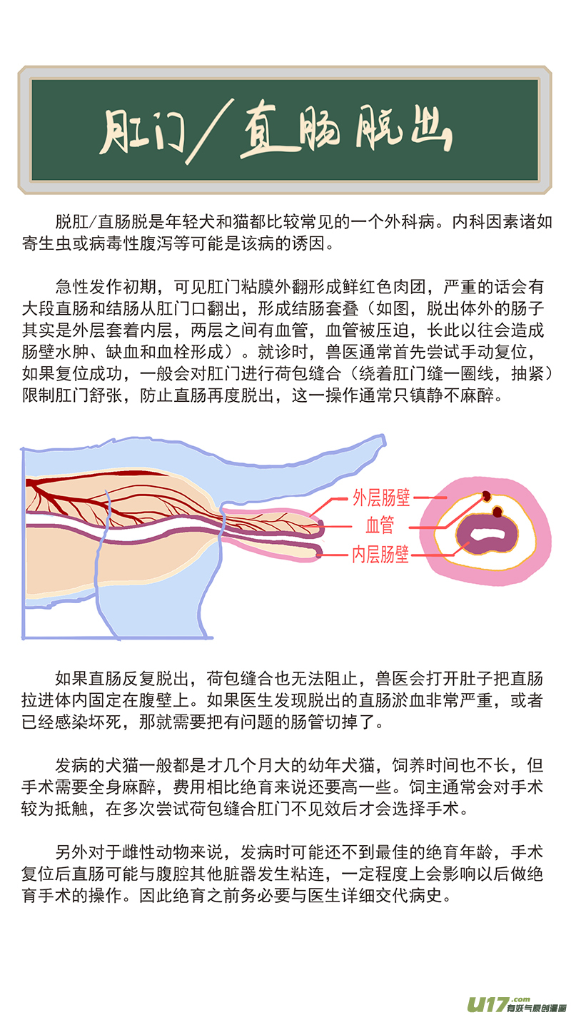 百足寵物診所 - 143 直腸脫 - 2