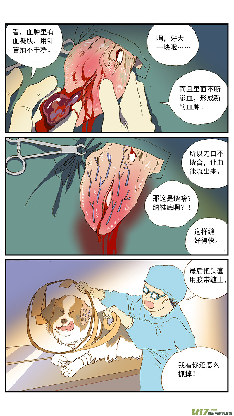 百足寵物診所 - 149 耳血腫 - 2