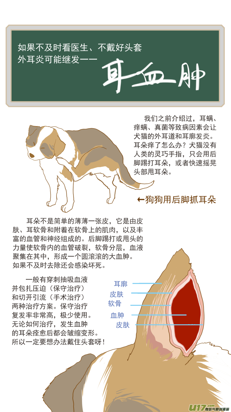 百足寵物診所 - 149 耳血腫 - 2