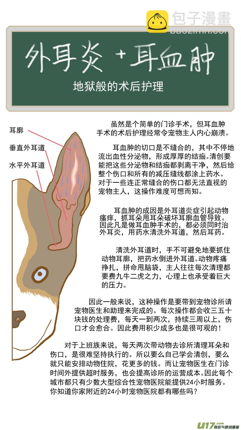 153 耳血肿的术后护理-第154话