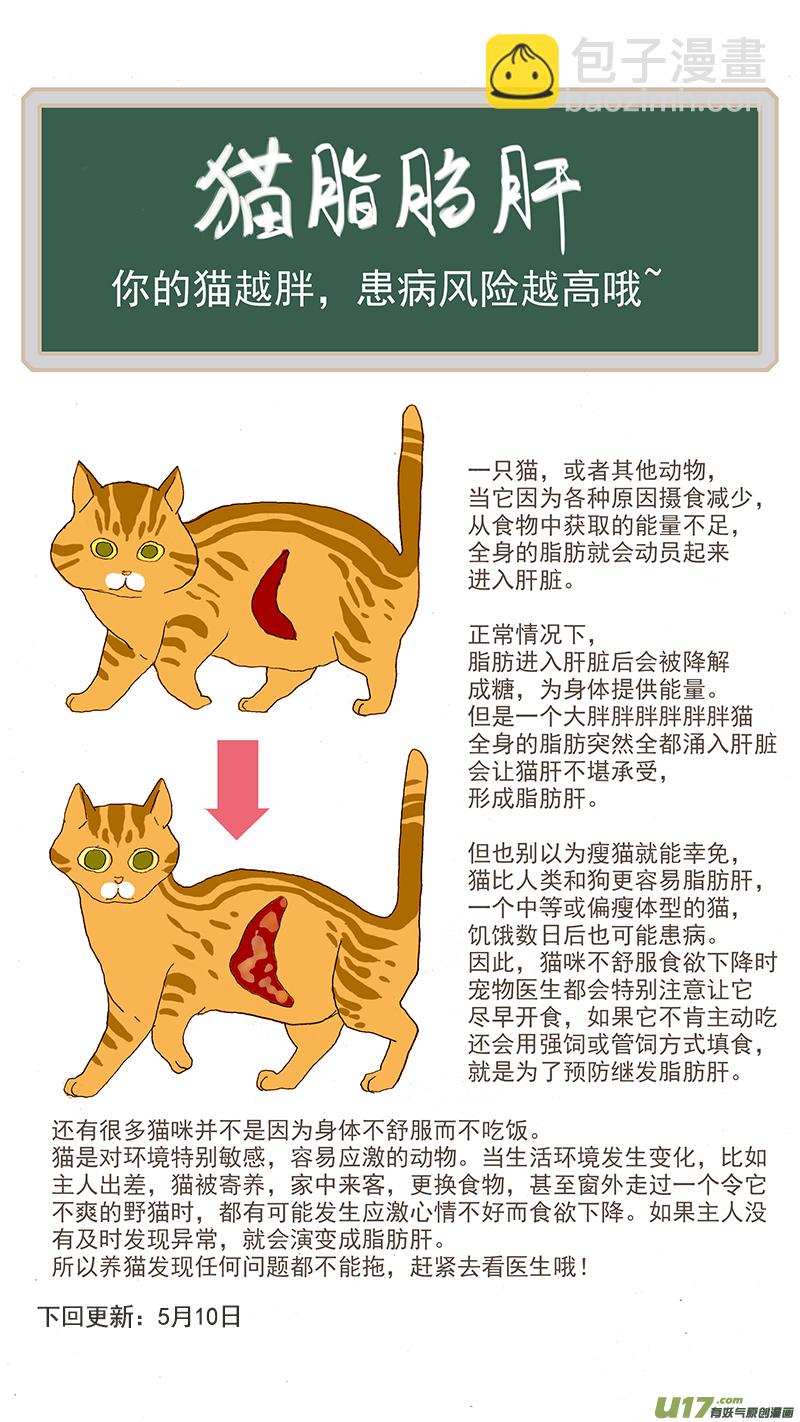 056 猫特发性脂肪肝-第56话