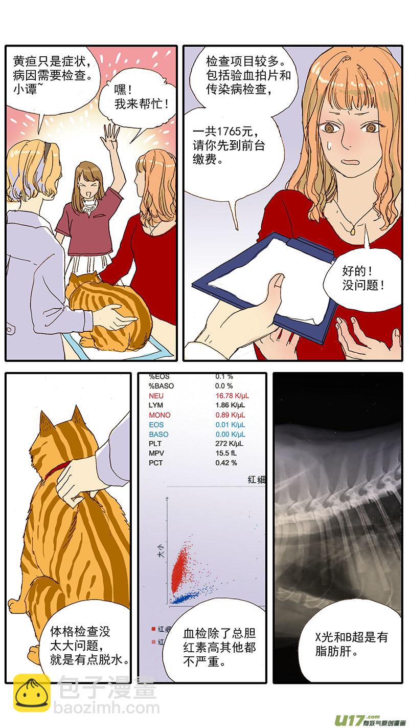 056 猫特发性脂肪肝-第56话