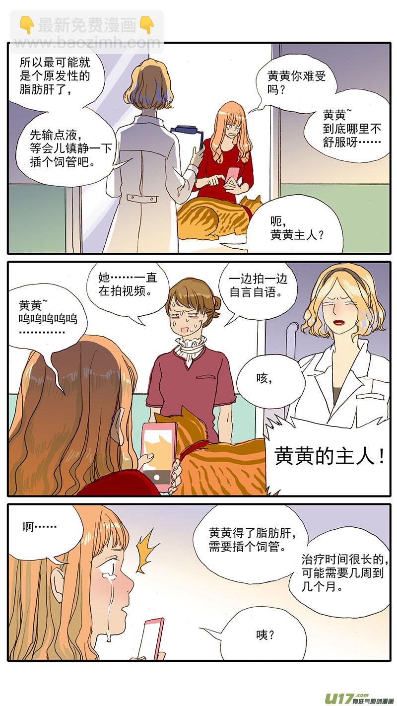 056 猫特发性脂肪肝-第56话