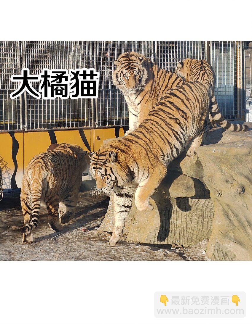 调更 一女子 竟为了去看猫&hellip;&hellip;-第124话