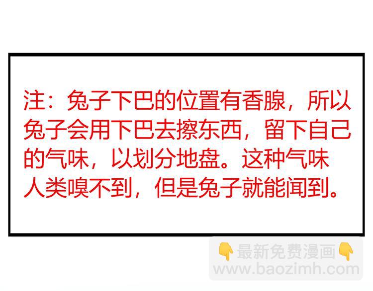 特别篇 关于兔子的那些事02-第58话