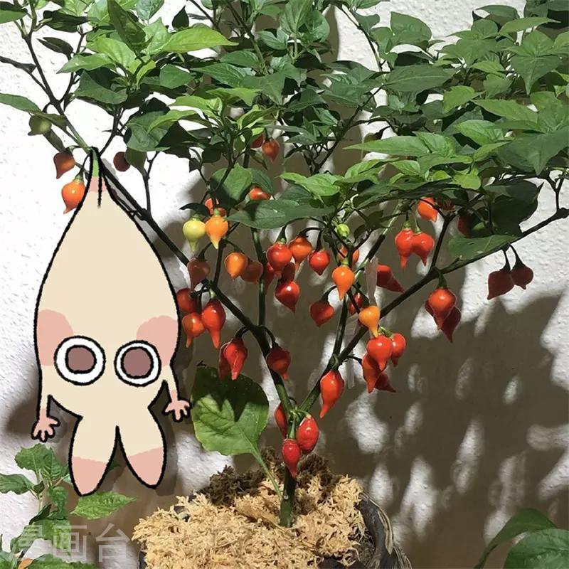 第28话 十二时辰-第28话