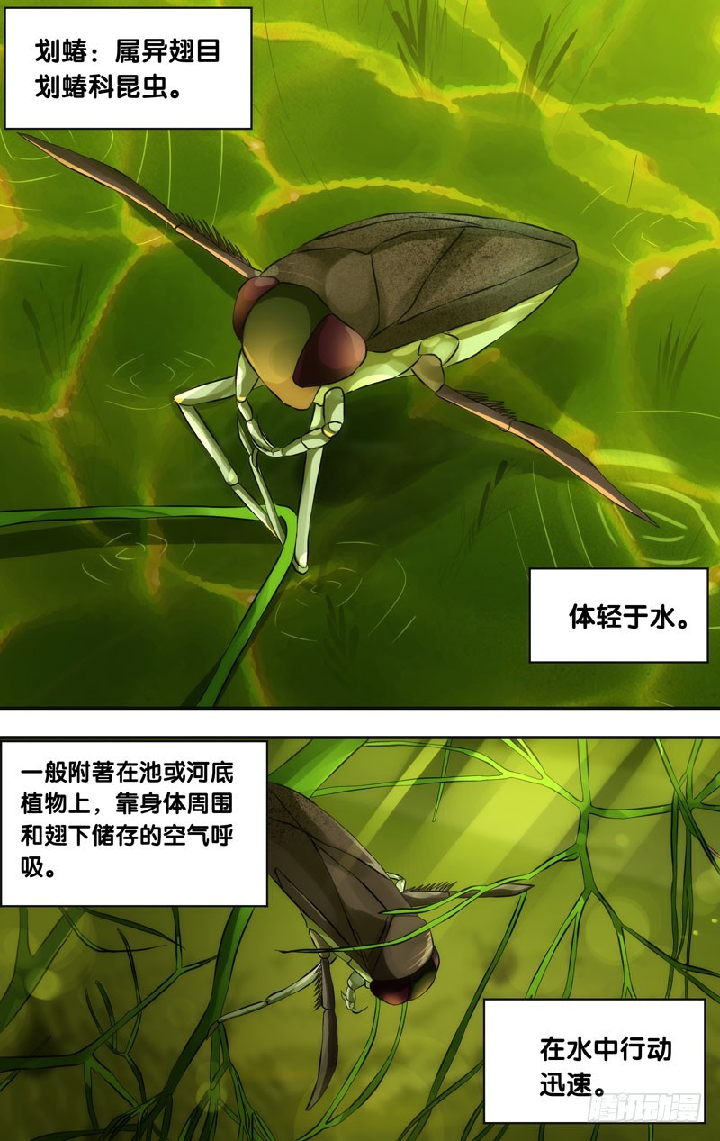 30.划蝽-第30话