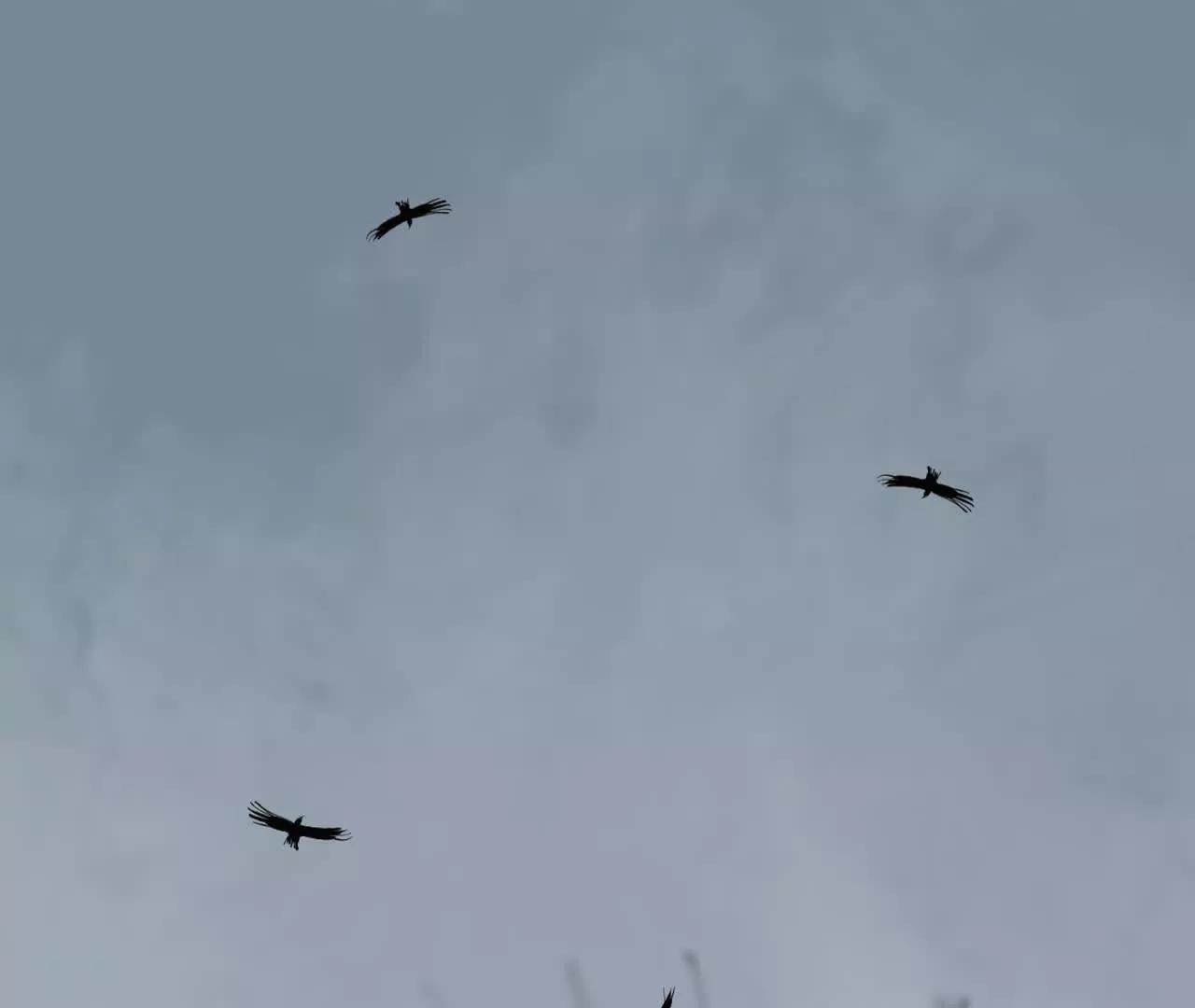 第三十一回 郑青祯（上）(1/5)-第38话