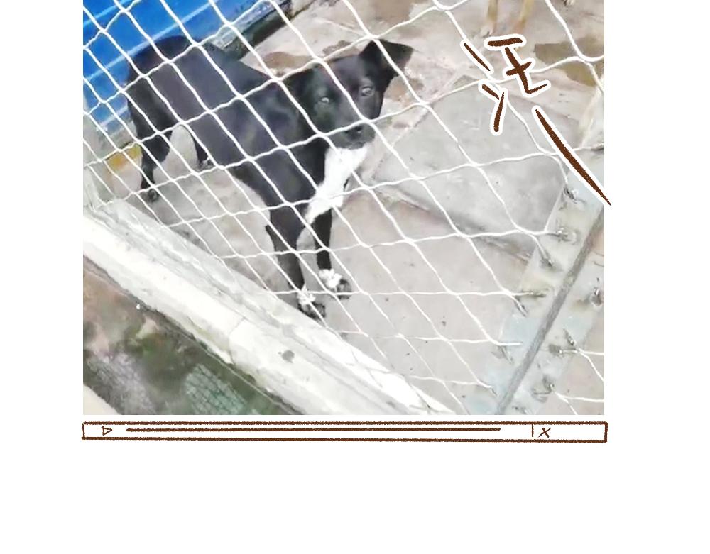 069 小狗不在的那一天-第70话