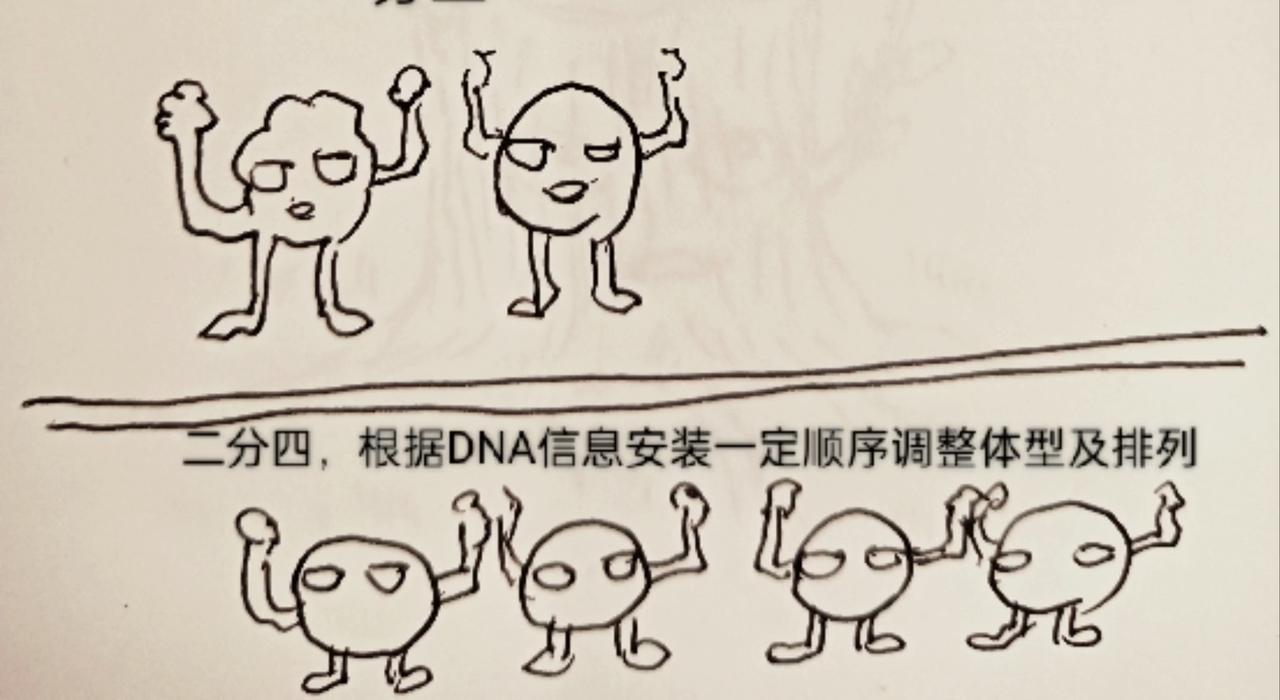 细胞的功能真强大-第10话