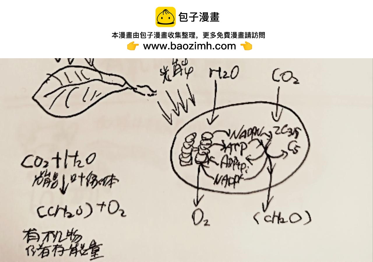 细胞的功能真强大-第10话
