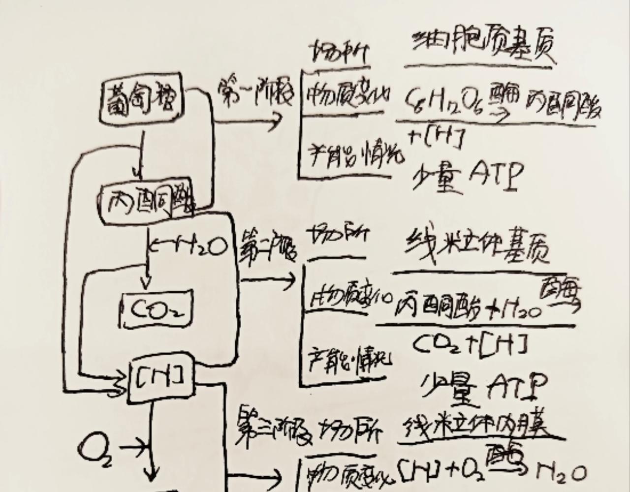 细胞的功能真强大-第10话