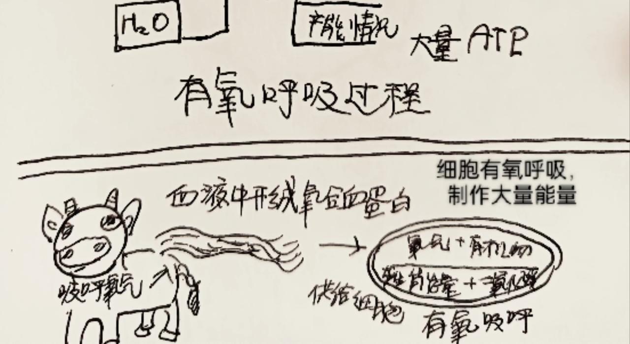 细胞的功能真强大-第10话