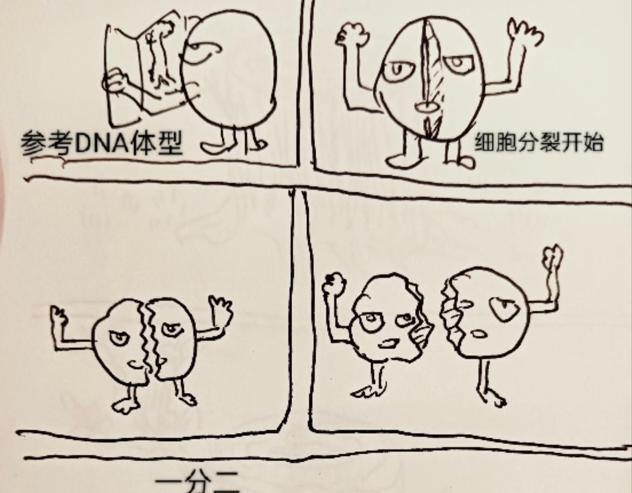 细胞的功能真强大-第10话