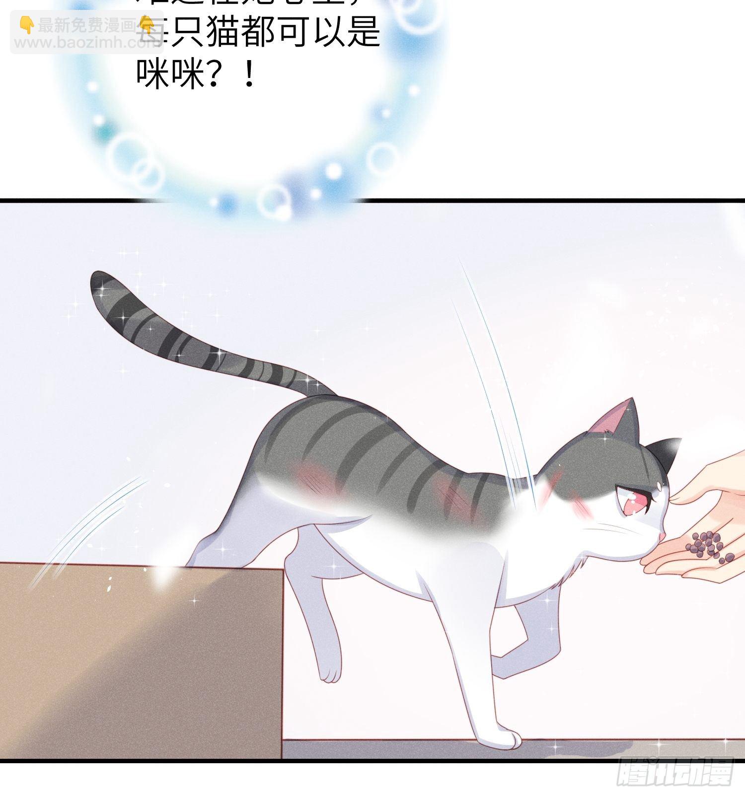 幼猫与虐猫畜牲7