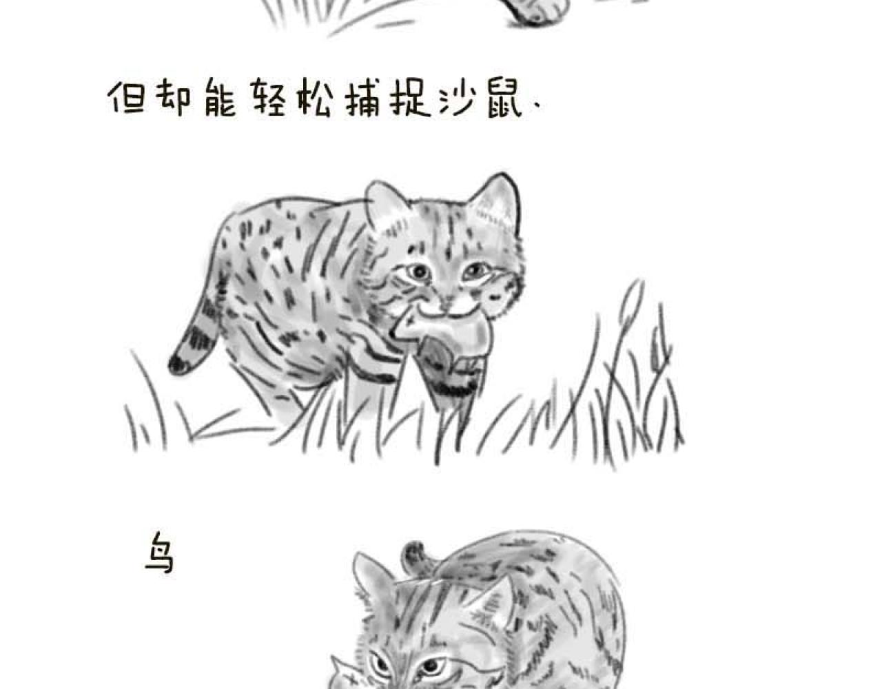 動物爲什麼這麼可愛？ - 世界上最致命的貓1 - 3