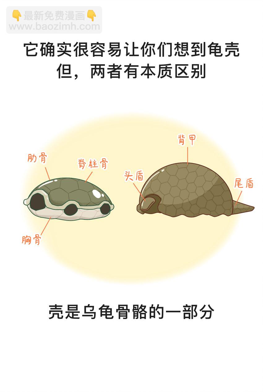 鳳火火帶你瞭解滅絕動物 - 04 移動的“坦克” - 3