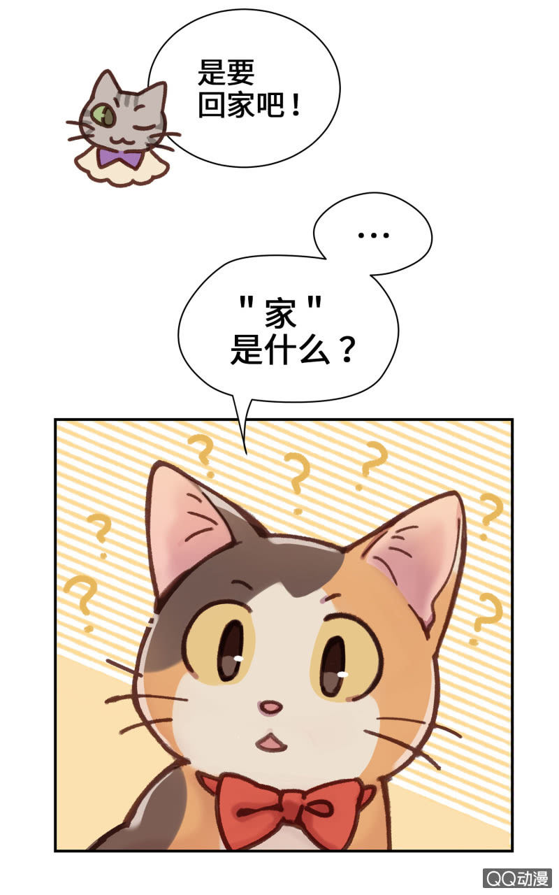 第10杯『猫法庭！』-第12话