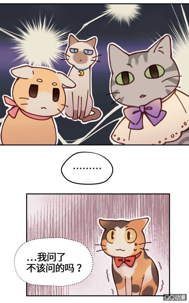 第10杯『猫法庭！』-第12话