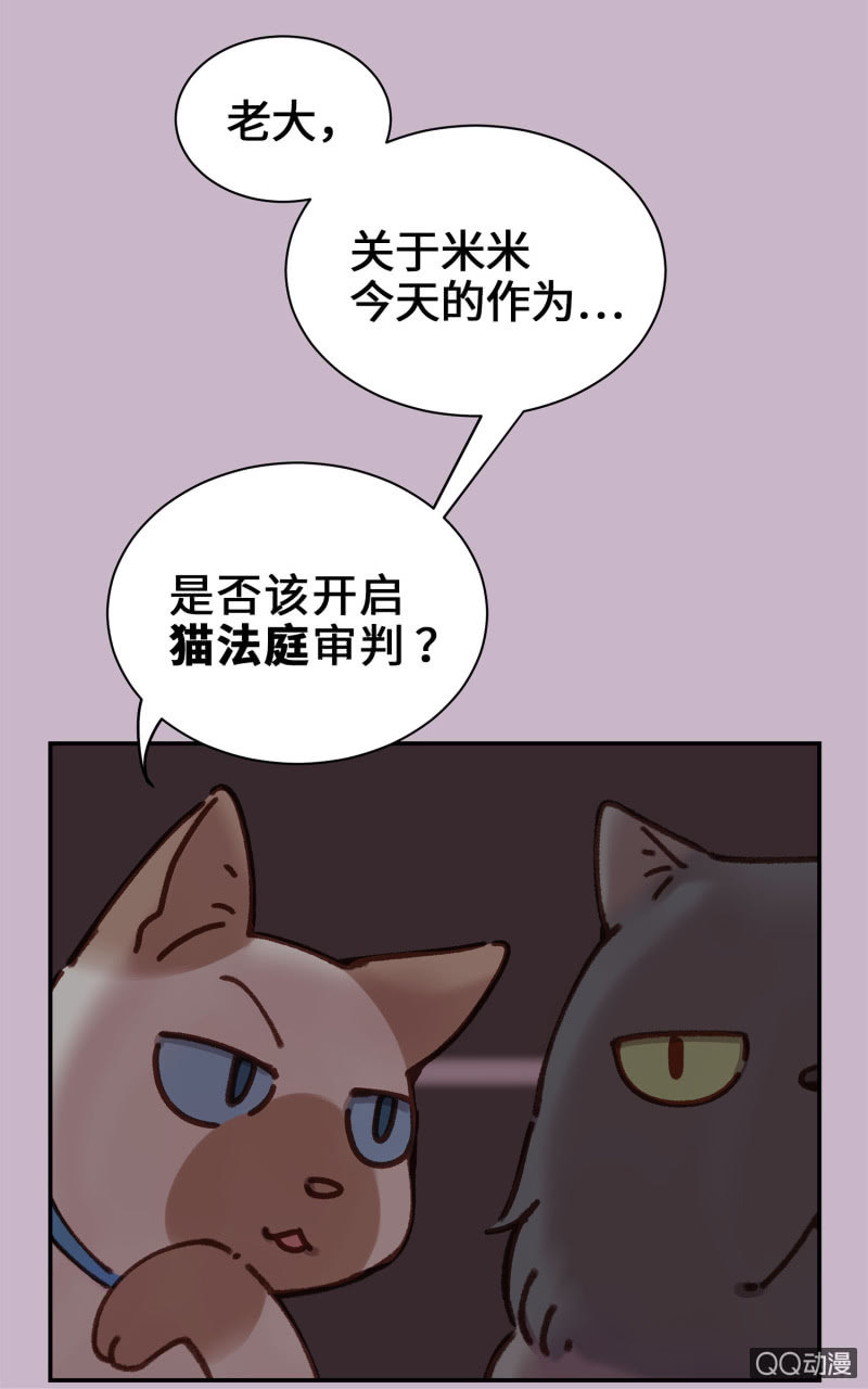 第10杯『猫法庭！』-第12话