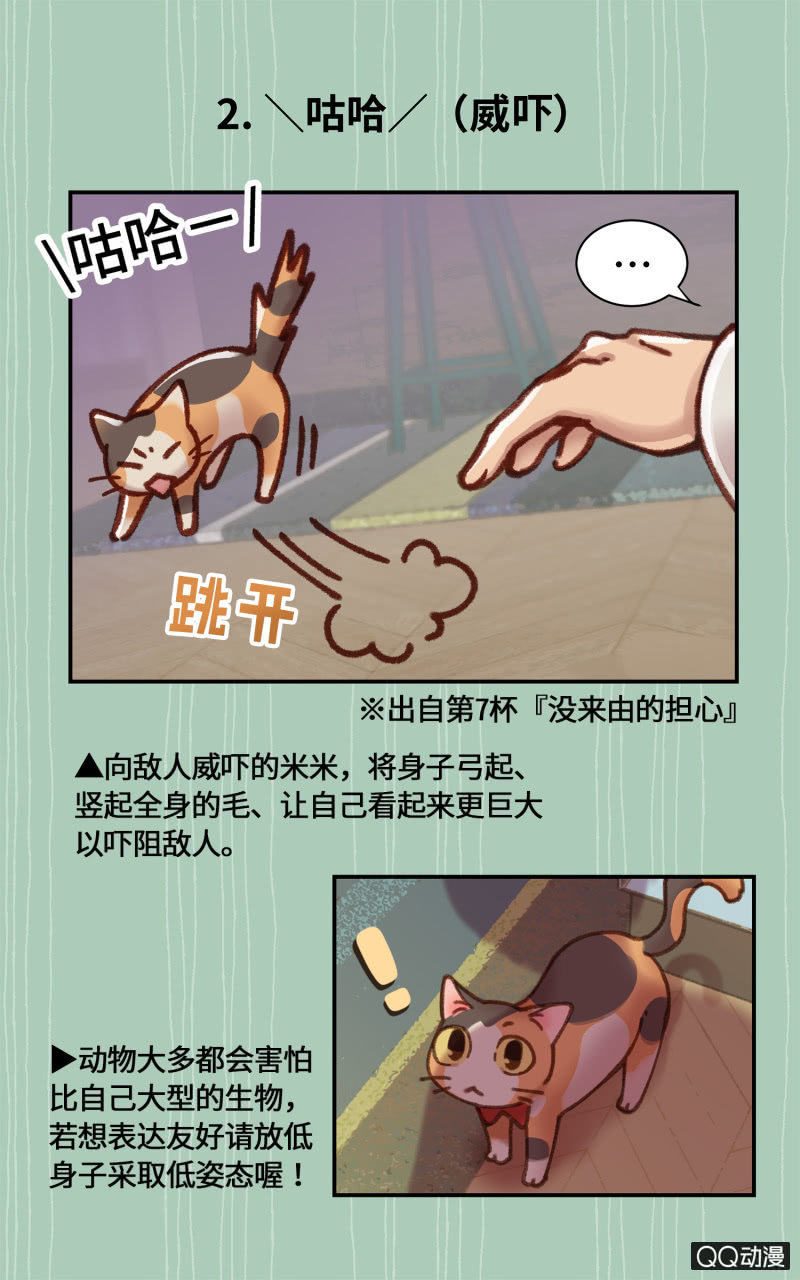 番外篇『知识喵：猫的肢体语言』-第24话