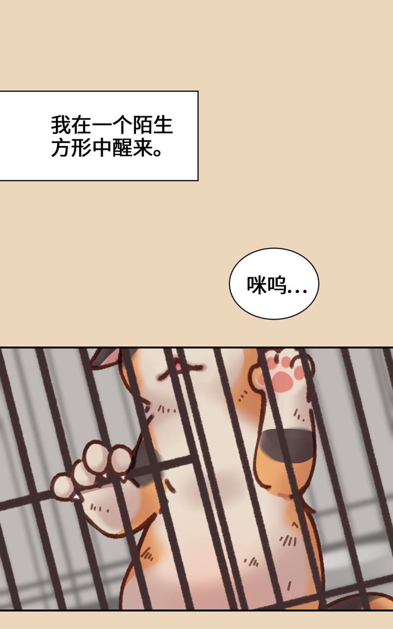 第4杯『社会新鲜喵！』-第6话