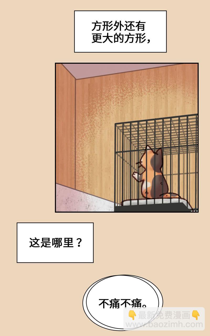 第4杯『社会新鲜喵！』-第6话