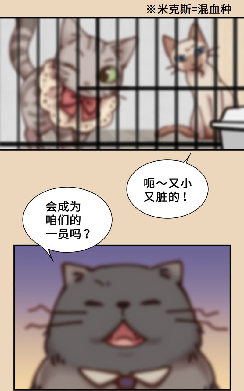 第4杯『社会新鲜喵！』-第6话