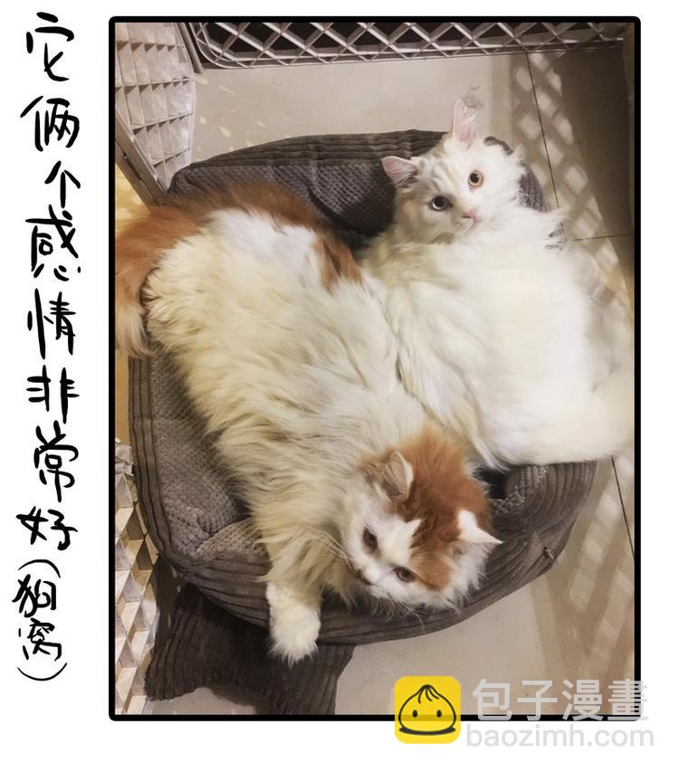 番外 作者日记（二）-第4话